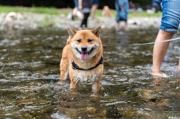 American Akita dog standing in water enjoy sunrise at lake