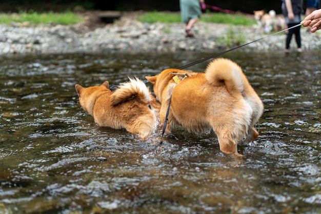 American Akita dog standing in water enjoy sunrise at lake