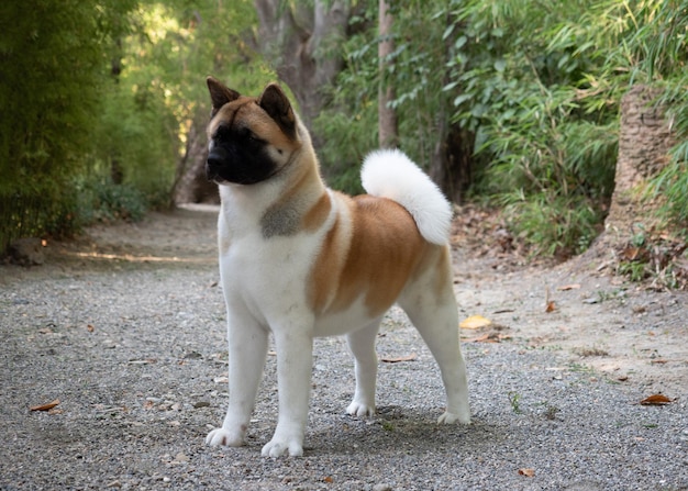 American akita female purebred dog brown and white in the field