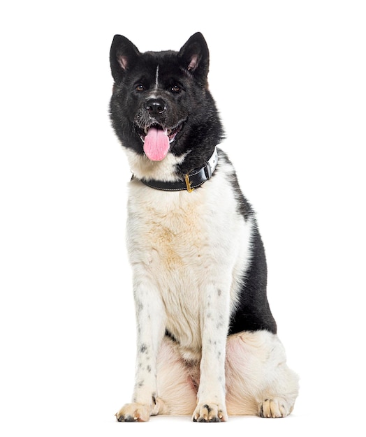 American Akita isolated on white