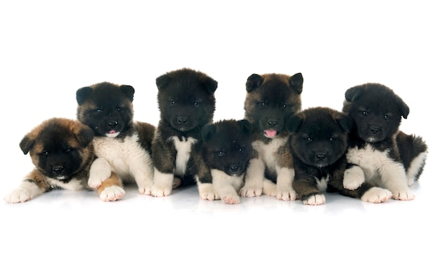 Photo american akita puppies