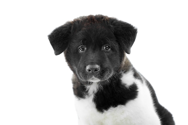 柔らかくてふわふわの毛皮を持つアメリカの秋田子犬