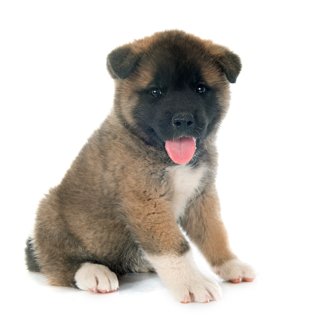 アメリカの秋田子犬