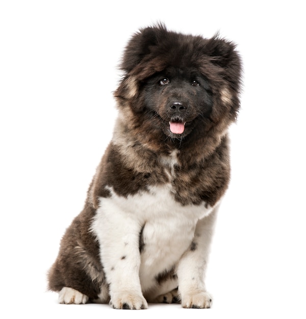 American Akita sitting