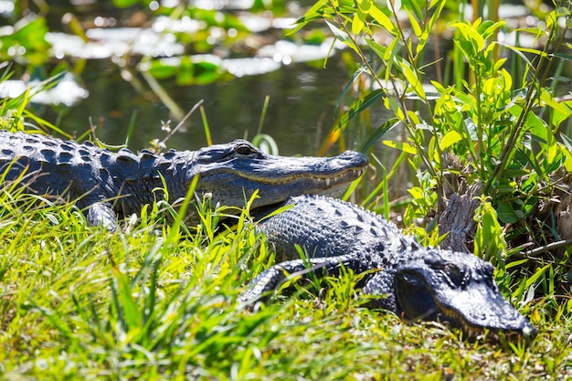 水の野生の自然国立公園でカラフルな反射とエバーグレーズで泳ぐアメリカアリゲーター