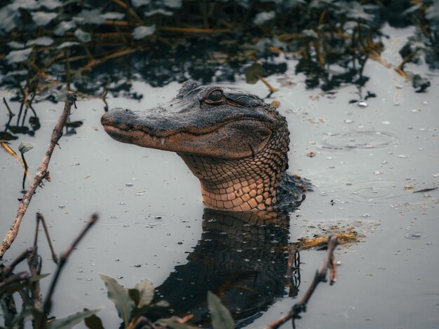 American alligator swimming in a marsh surrounded by branches and plants reflecting in the water