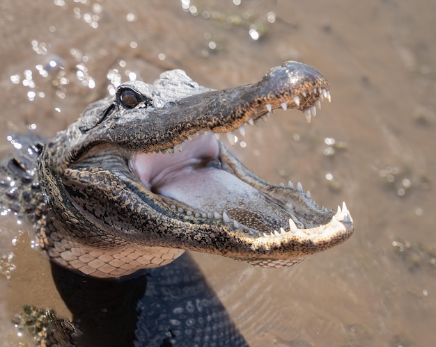 Photo american alligator swimming in the rivers of the louisiana bayou gets a close up head shot