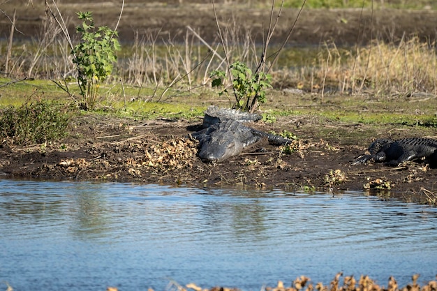 Американские аллигаторы наслаждаются солнечным теплом на берегу озера во Флориде.