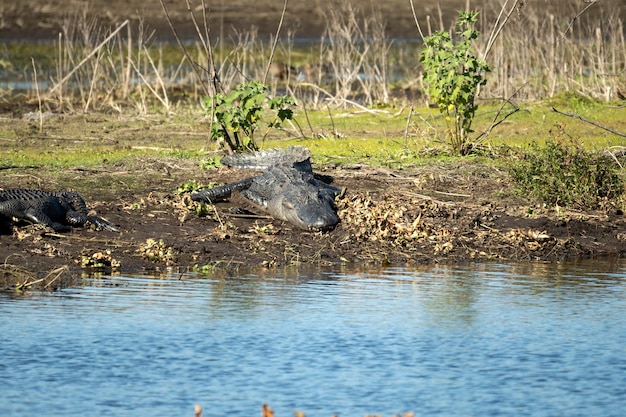 American alligators enjoying the heat from the sun on the bank of the lake in Florida