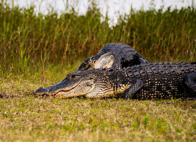 Foto alligatori americani sul campo