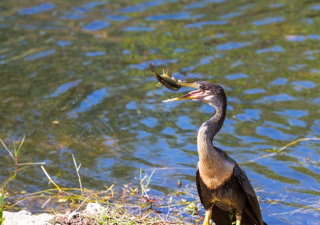 アメリカヘビウ、フロリダ州エバーグレーズ国立公園