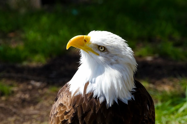 アメリカの白頭ワシ（Haliaeetus leucocephalus）