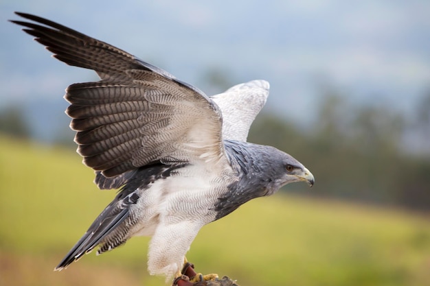 American Bald Eagle landing in Otavalo Ecuador
