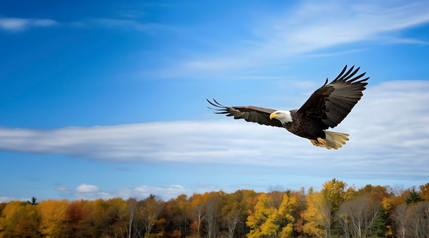 アラスカの青い空に飛ぶ アメリカの白ワシ