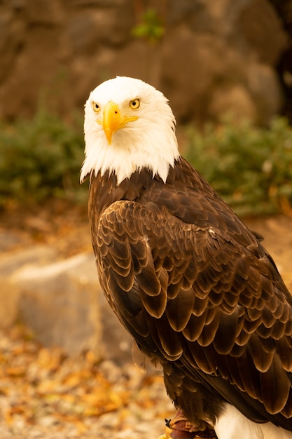 Photo american bald eagle