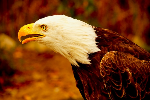 アメリカの白頭ワシ