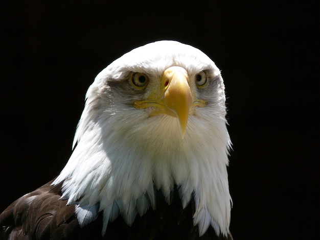 アメリカの白頭ワシ