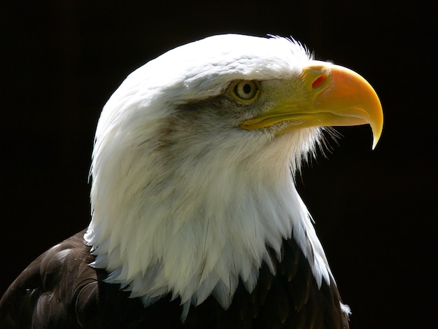 アメリカの白頭ワシ