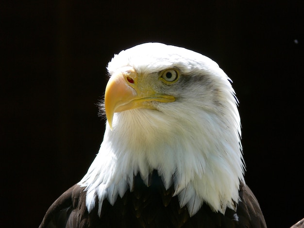 アメリカの白頭ワシ