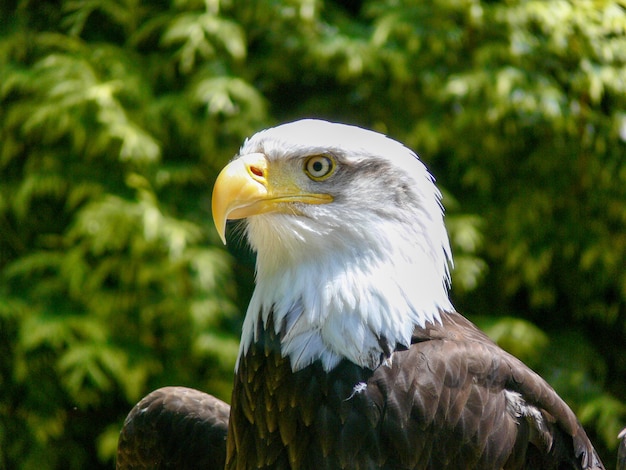 アメリカの白頭ワシ