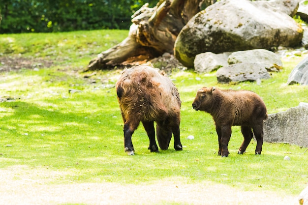 American bison (Bison bison) grazing in the meadow