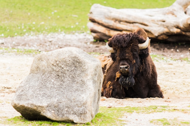 Foto bisonte americano (bisonte) che pasce nel prato