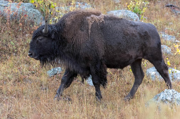 Bisonte americano bisonte bisonte nel parco nazionale di yelowstone