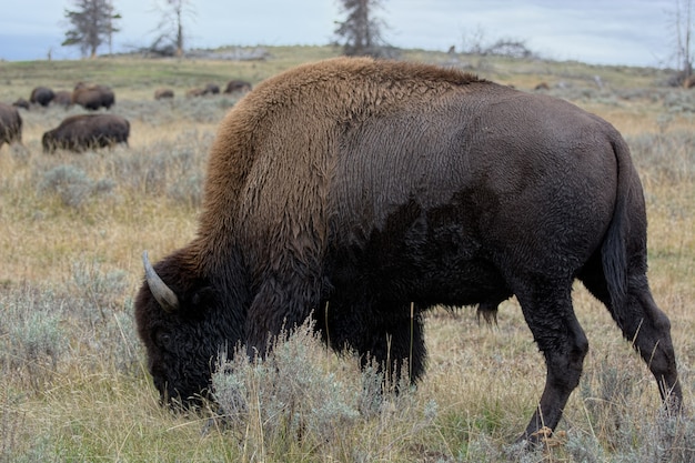 아메리칸 들소(Bison bison)