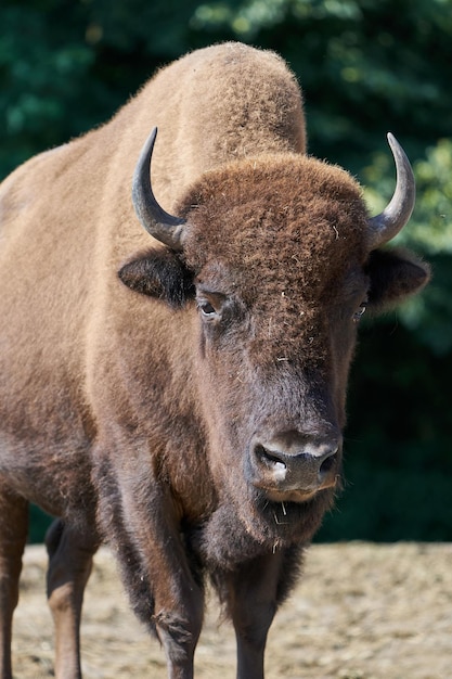 Photo american bison bison bison