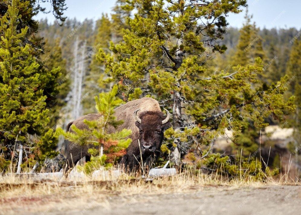 Premium Photo | American bison cow bison bison in yellowstone national ...