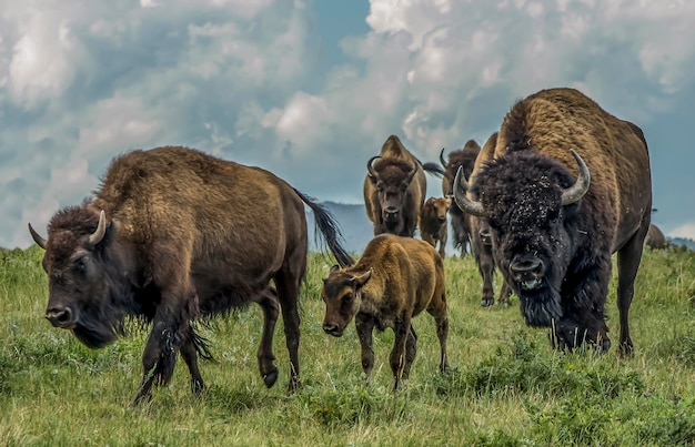 Photo american bison on field against sky