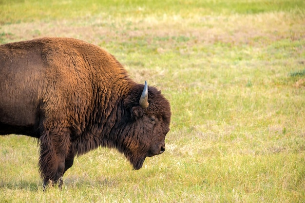 Foto il bisonte americano sul campo