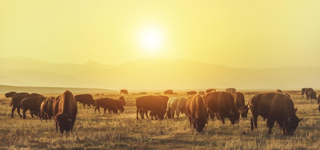 Photo american bison herd on the sunny colorado prairie