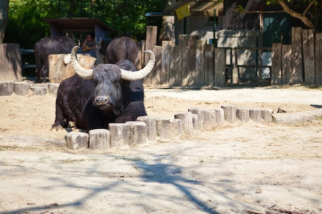 動物園の床に横たわっているアメリカバイソン