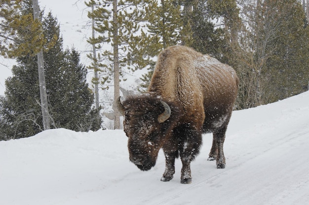 Фото Американский бизон, стоящий на покрытом снегом поле