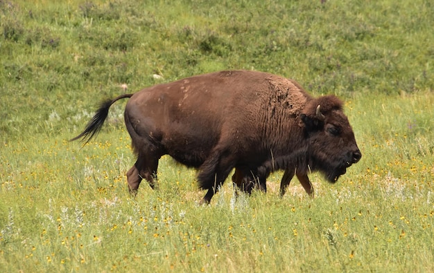 American bison wandering through a large grass covered meadow