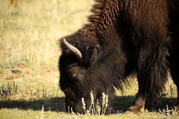 Photo american bison