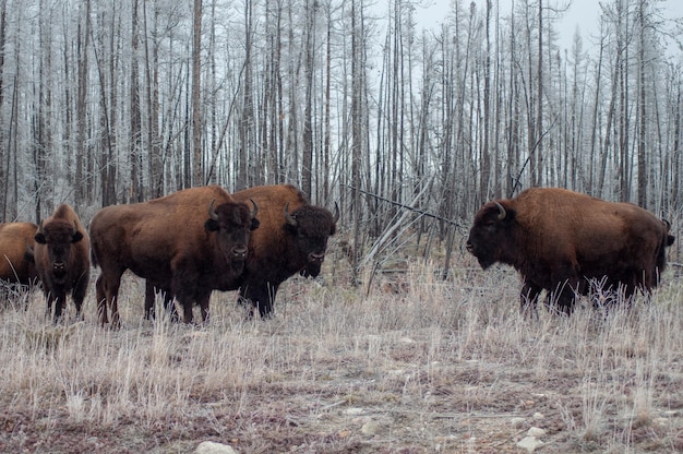 American bisons in a field