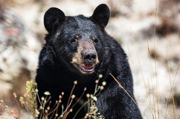 Photo american black bear mammal and mammals land world and fauna wildlife and zoology