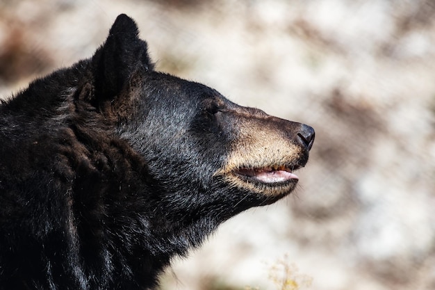 American black bear Mammal and mammals Land world and fauna Wildlife and zoology