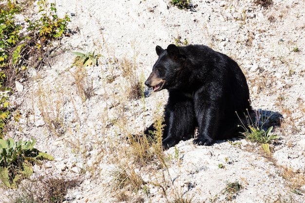 American black bear Mammal and mammals Land world and fauna Wildlife and zoology