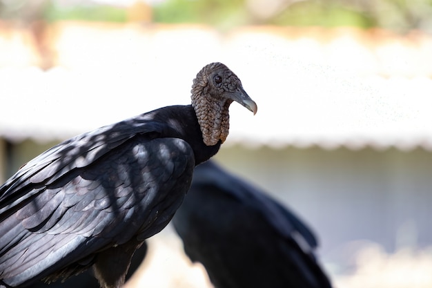 American black vulture of the species Coragyps atratus