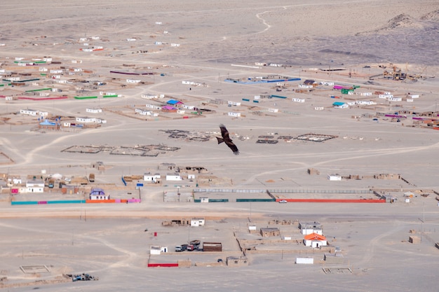 American brown bald eagle in flight