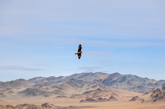 American brown bald eagle in flight