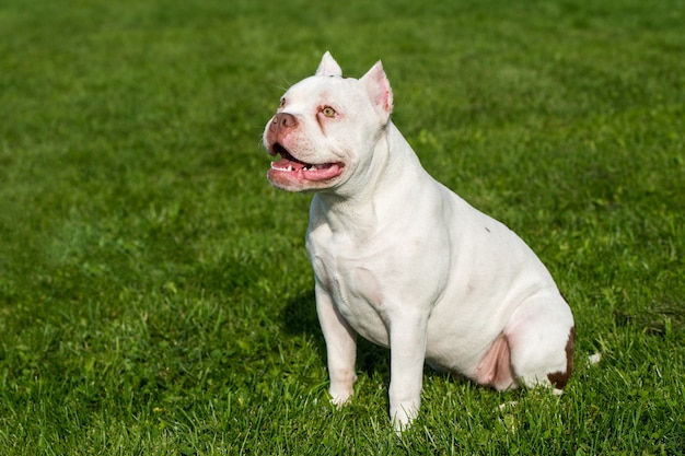 American bulldog lies on green grass