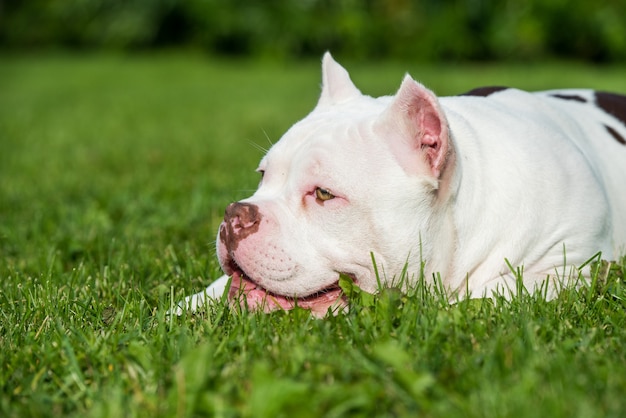 American bulldog lies on green grass