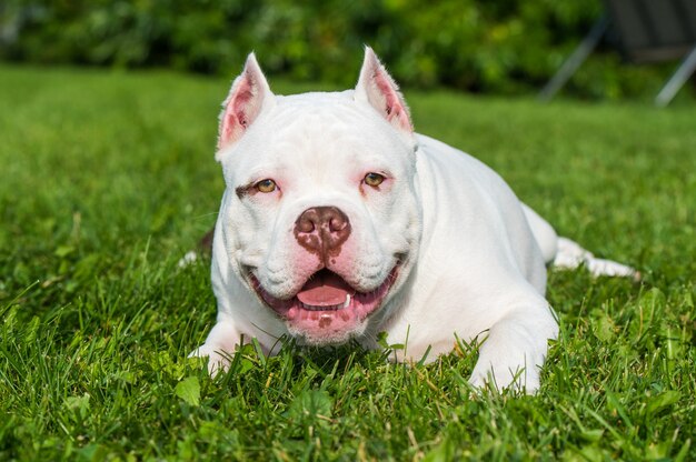 American bulldog lies on green grass