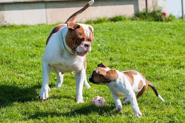 American Bulldog puppies playing in nature