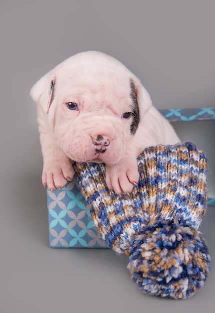 American Bulldog puppy dog is sitting in gift box