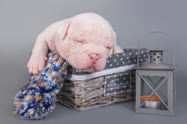 American Bulldog puppy dog is sleeping on gray